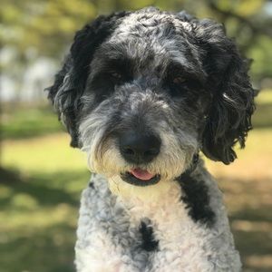 Meet your Posher, Molly